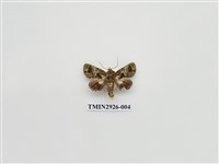 藏品(夜蛾242.a)的圖片